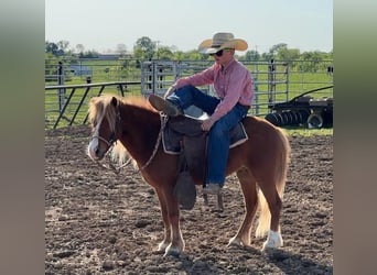Shetland Ponys Mix, Wallach, 5 Jahre, 107 cm, Rotfuchs