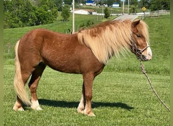 Shetland Ponys Mix, Wallach, 5 Jahre, 107 cm, Rotfuchs