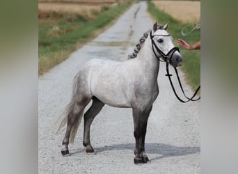 Shetland Ponys, Wallach, 5 Jahre, 110 cm, Schimmel