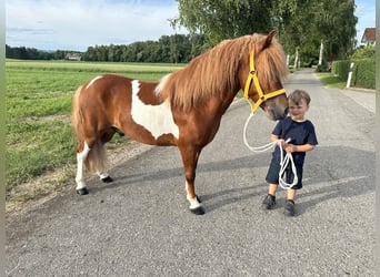Shetland Ponys, Wallach, 5 Jahre, 112 cm, Schecke