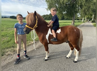 Shetland Ponys, Wallach, 5 Jahre, 112 cm, Schecke