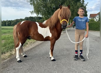 Shetland Ponys, Wallach, 5 Jahre, 112 cm, Schecke