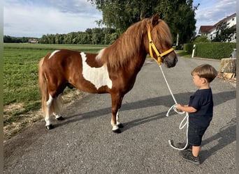 Shetland Ponys, Wallach, 5 Jahre, 112 cm, Schecke