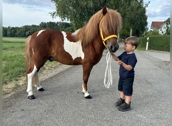 Shetland Ponys, Wallach, 5 Jahre, 112 cm, Schecke