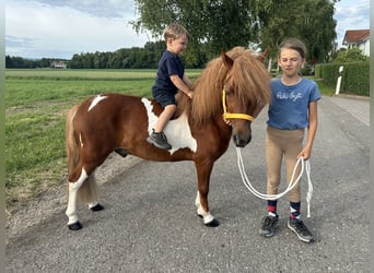 Shetland Ponys, Wallach, 5 Jahre, 112 cm, Schecke