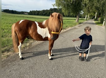 Shetland Ponys, Wallach, 5 Jahre, 112 cm, Schecke