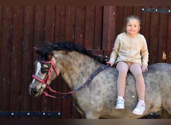 Shetland Ponys, Wallach, 5 Jahre, 117 cm, Tigerschecke