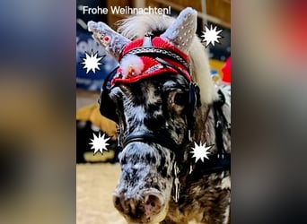 Shetland Ponys Mix, Wallach, 5 Jahre, 118 cm, Tigerschecke
