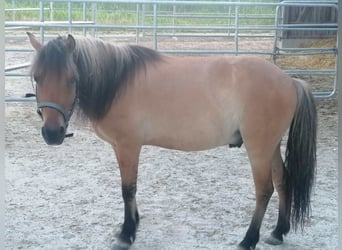 Shetland Ponys Mix, Wallach, 5 Jahre, 125 cm, Falbe