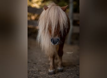 Shetland Ponys, Wallach, 5 Jahre, 85 cm, Dunkelfuchs