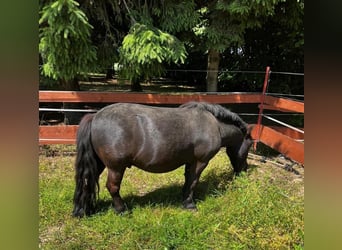 Shetland Ponys, Wallach, 5 Jahre, 90 cm, Rappe