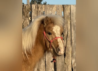 Shetland Ponys, Wallach, 5 Jahre, 94 cm, Palomino