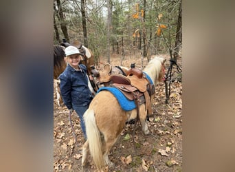Shetland Ponys, Wallach, 5 Jahre, 94 cm, Palomino