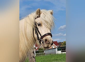 Shetland Ponys, Wallach, 5 Jahre, 95 cm, Palomino