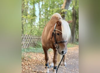 Shetland Ponys, Wallach, 6 Jahre, 100 cm, Fuchs