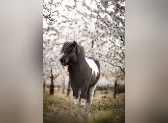 Shetland Ponys, Wallach, 6 Jahre, 100 cm, Schecke