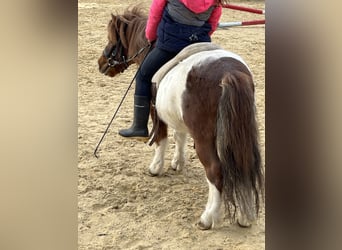 Shetland Ponys, Wallach, 6 Jahre, 103 cm, Schecke