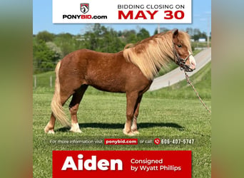 Shetland Ponys, Wallach, 6 Jahre, 107 cm, Rotfuchs