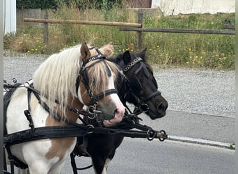 Shetland Ponys, Wallach, 6 Jahre, 110 cm, Schecke