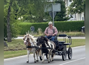 Shetland Ponys, Wallach, 6 Jahre, 110 cm, Schecke