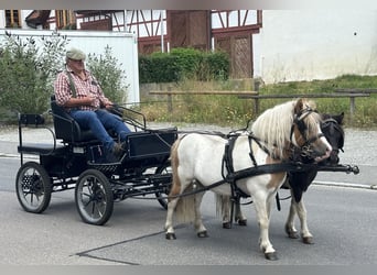 Shetland Ponys, Wallach, 6 Jahre, 110 cm, Schecke