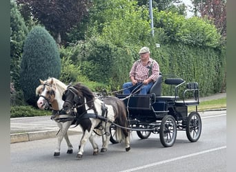 Shetland Ponys, Wallach, 6 Jahre, 110 cm, Schecke