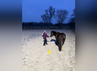 Shetland Ponys, Wallach, 6 Jahre, 110 cm, Tobiano-alle-Farben