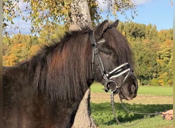Shetland Ponys Mix, Wallach, 6 Jahre, 119 cm, Rappe