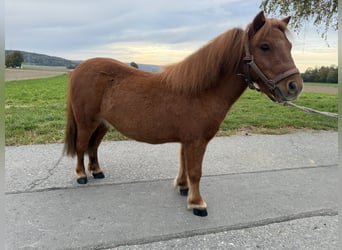 Shetland Ponys, Wallach, 6 Jahre, 80 cm, Fuchs