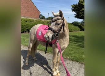 Shetland Ponys, Wallach, 6 Jahre, 90 cm