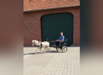 Shetland Ponys, Wallach, 6 Jahre, 90 cm