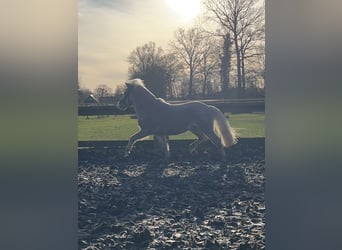 Shetland Ponys, Wallach, 6 Jahre, 90 cm