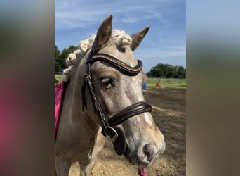 Shetland Ponys, Wallach, 6 Jahre, 90 cm