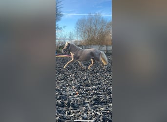 Shetland Ponys, Wallach, 6 Jahre, 90 cm