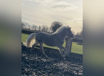 Shetland Ponys, Wallach, 6 Jahre, 90 cm