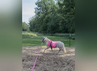 Shetland Ponys, Wallach, 6 Jahre, 90 cm