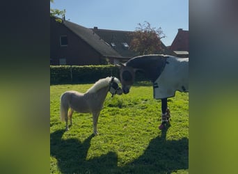 Shetland Ponys, Wallach, 6 Jahre, 90 cm