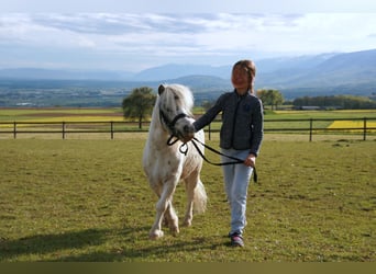 Shetland Ponys, Wallach, 6 Jahre, 95 cm
