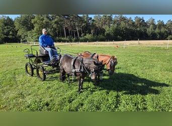 Shetland Ponys, Wallach, 6 Jahre, 99 cm, Fuchs