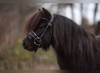 Shetland Ponys, Wallach, 6 Jahre, 99 cm, Rappe