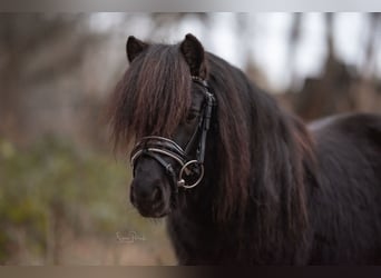 Shetland Ponys, Wallach, 6 Jahre, 99 cm, Rappe