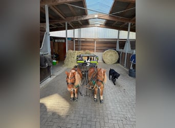 Shetland Ponys, Wallach, 6 Jahre, Fuchs