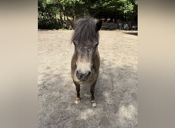 Shetland Ponys, Wallach, 7 Jahre, 105 cm, Falbe