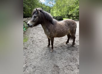 Shetland Ponys, Wallach, 7 Jahre, 105 cm, Falbe
