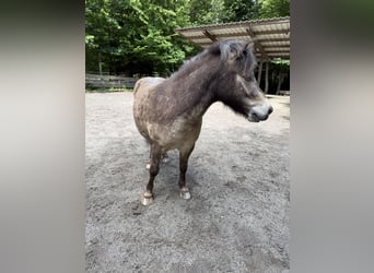 Shetland Ponys, Wallach, 7 Jahre, 105 cm, Falbe