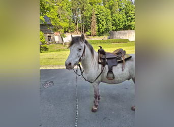 Shetland Ponys, Wallach, 7 Jahre, 105 cm, Schimmel