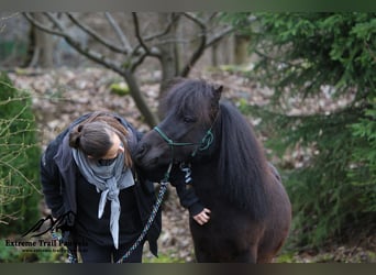 Shetland Ponys, Wallach, 7 Jahre, 106 cm, Rappe