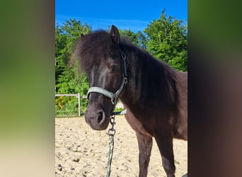 Shetland Ponys, Wallach, 7 Jahre, 106 cm, Rappe