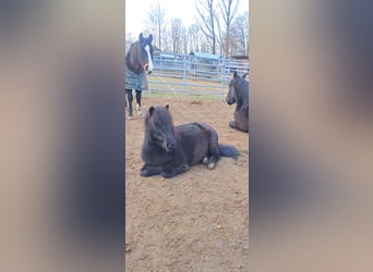 Shetland Ponys, Wallach, 7 Jahre, 106 cm, Rappe