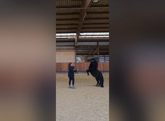 Shetland Ponys, Wallach, 7 Jahre, 106 cm, Rappe